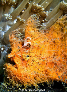 Hairy Orange
Why do frogfish always look so guilty ? by Jackie Campbell 